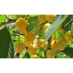 Черешня Дачница