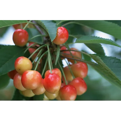 Черешня Фатеж