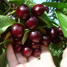 Черешня Овстуженка