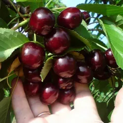 Черешня Овстуженка