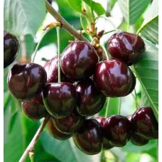 Черешня Ярославна