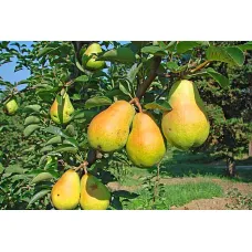 Груша Дюшес