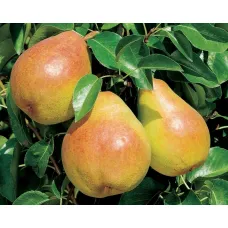 Груша Киффер