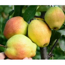 Груша Киргизская зимняя