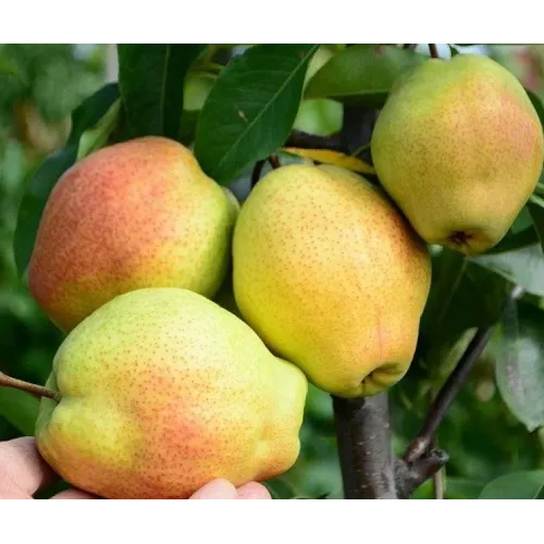 Груша Киргизская зимняя