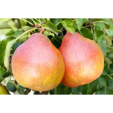 Груша Николай Крюгер