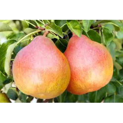 Груша Николай Крюгер