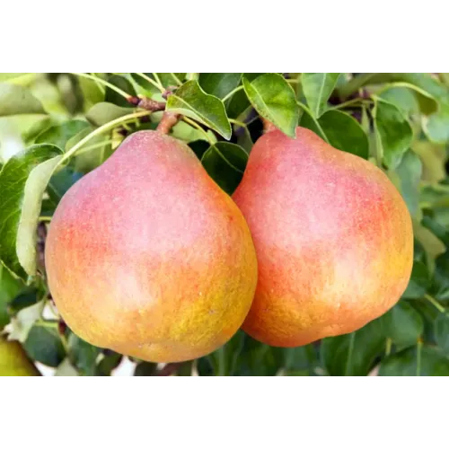 Груша Николай Крюгер