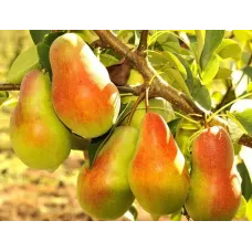 Груша Талгарская красавица