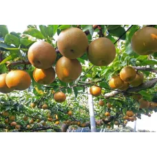 Груша японская (азиатская)