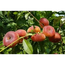 Персик Инжирный