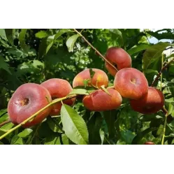 Персик Инжирный