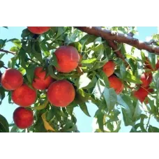 Персик Красная Москва