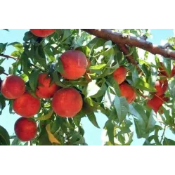 Персик Красная Москва