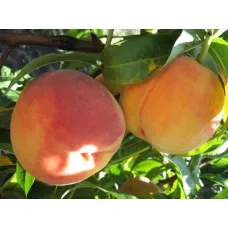 Персик Редхейвен