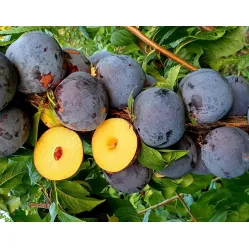 Слива Анжелина