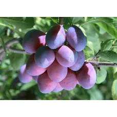 Слива Богатырская