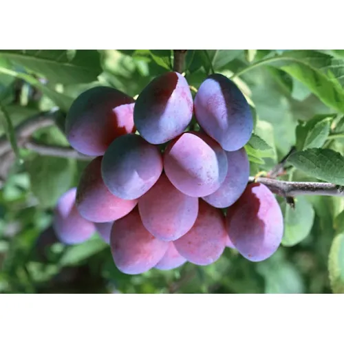 Слива Богатырская