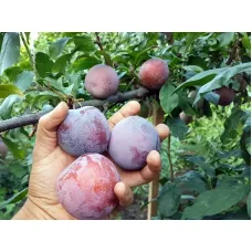 Слива Оцарк Премьер