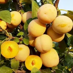 Слива То-Че-Сан