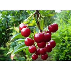 Вишня обыкновенная Молодежная