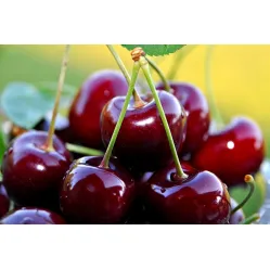 Вишня обыкновенная Призвание (Росинка)