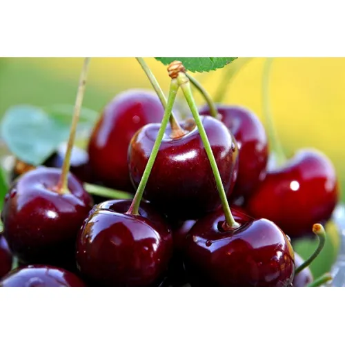 Вишня обыкновенная Призвание (Росинка)