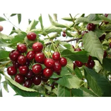 Вишня обыкновенная Тургеневка