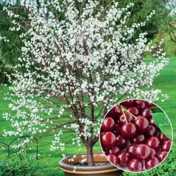 Вишня карликовая Зимний гранат