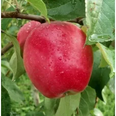 Яблоня Чадел