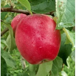 Яблоня Чадел