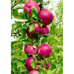 Яблоня колоновидная Джин