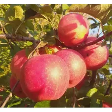 Яблоня Эвелина