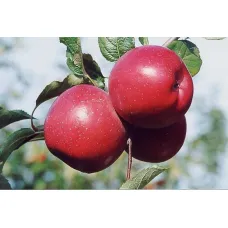 Яблоня Фуджи Ацтек