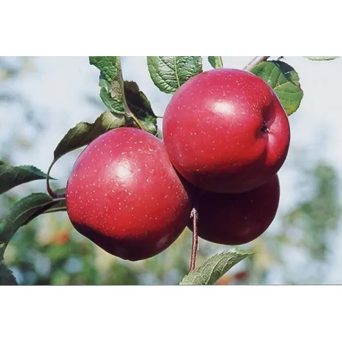 Яблоня Фуджи Ацтек