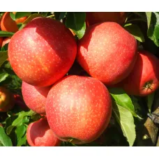 Яблоня Гала Маст