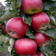 Яблоня колоновидная Московское ожерелье
