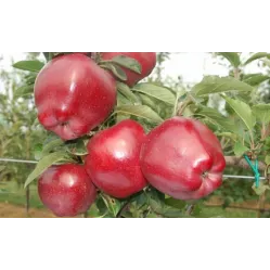 Яблоня Ред Чиф