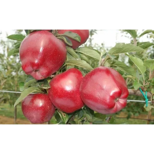 Яблоня Ред Чиф