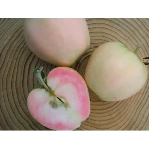 Яблоня Розовый жемчуг (Пинк Перл)