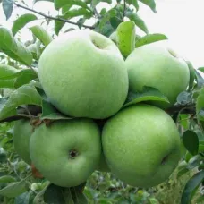 Яблоня Ренет Платона Симиренко 