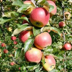 Яблоня колоновидная Васюган
