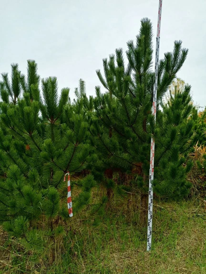 Купить сосну живую — фото свежего саженца крупным планом