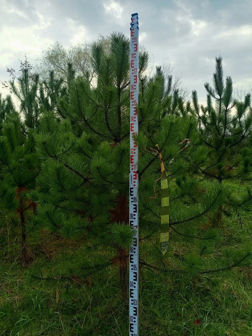 Купить сосну живую 2 метра — сосна высотой 2 м