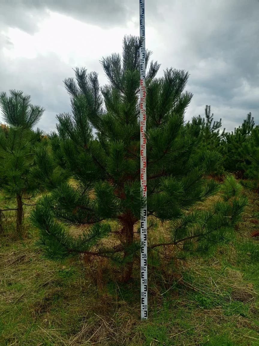 Купить сосну живую 3 метра — сосна высотой 3 м