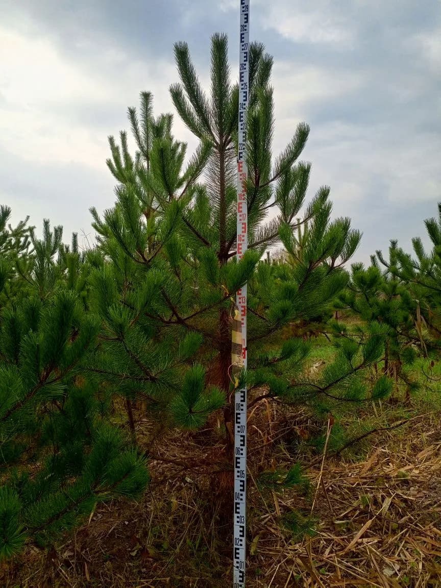 Купить сосну живую — доставка, подъём и посадка на участке