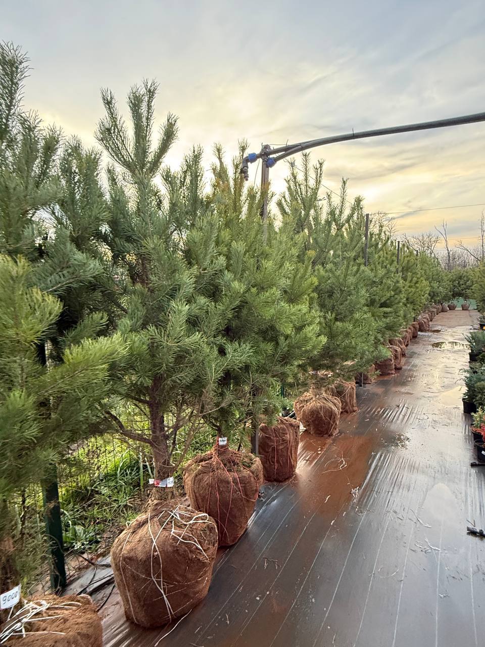 Живая сосна 2 метра в наличии Краснодар — крупномер для посадки