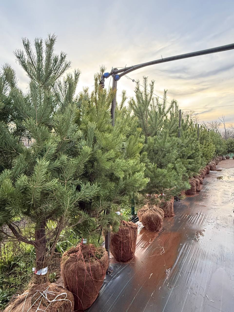 Живая сосна 3 метра — крупномер, готовый к посадке
