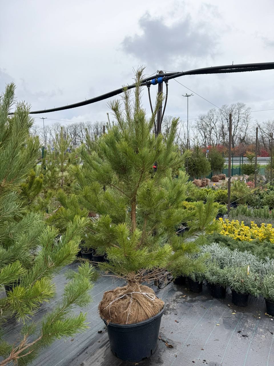 Сосны для живой изгороди — посадка и доставка в Краснодаре