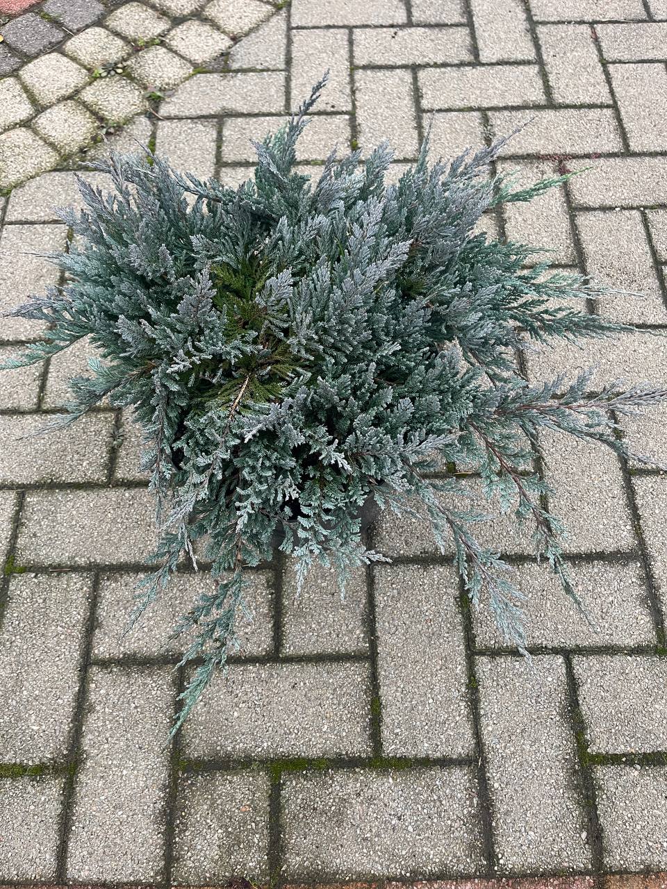 Можжевельник Blue Chip (Juniperus) — компактный горизонтальный сорт, синяя хвоя Можжевельник Blue Chip — компактный горизонтальный куст с синей хвоей
